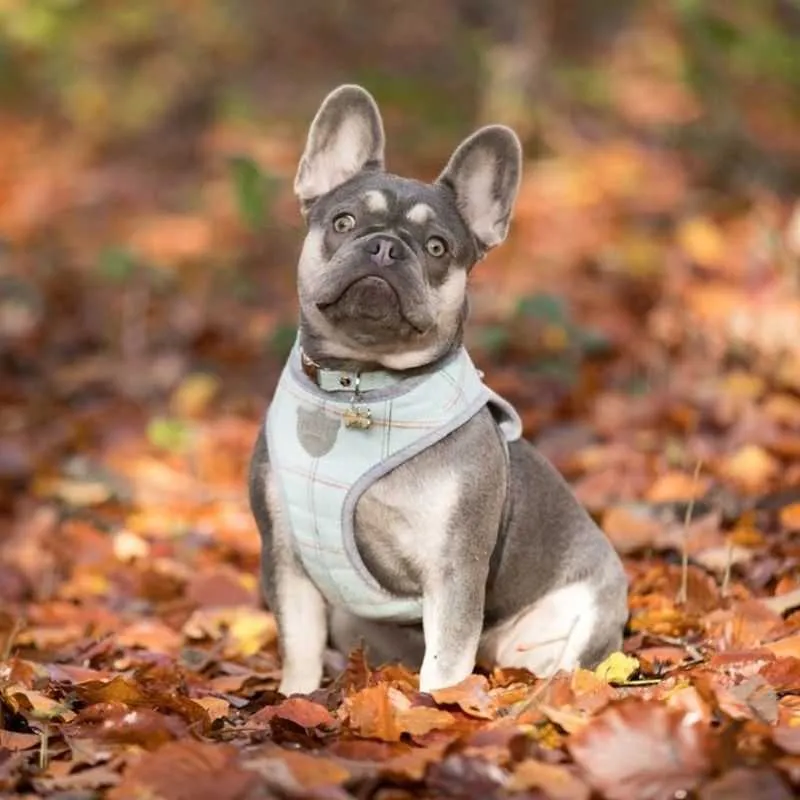 Aqua Checked Tweed Dog Harness