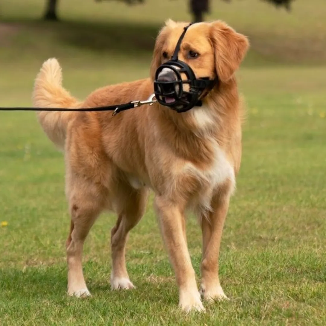 Baskerville Ultra Dog Muzzle