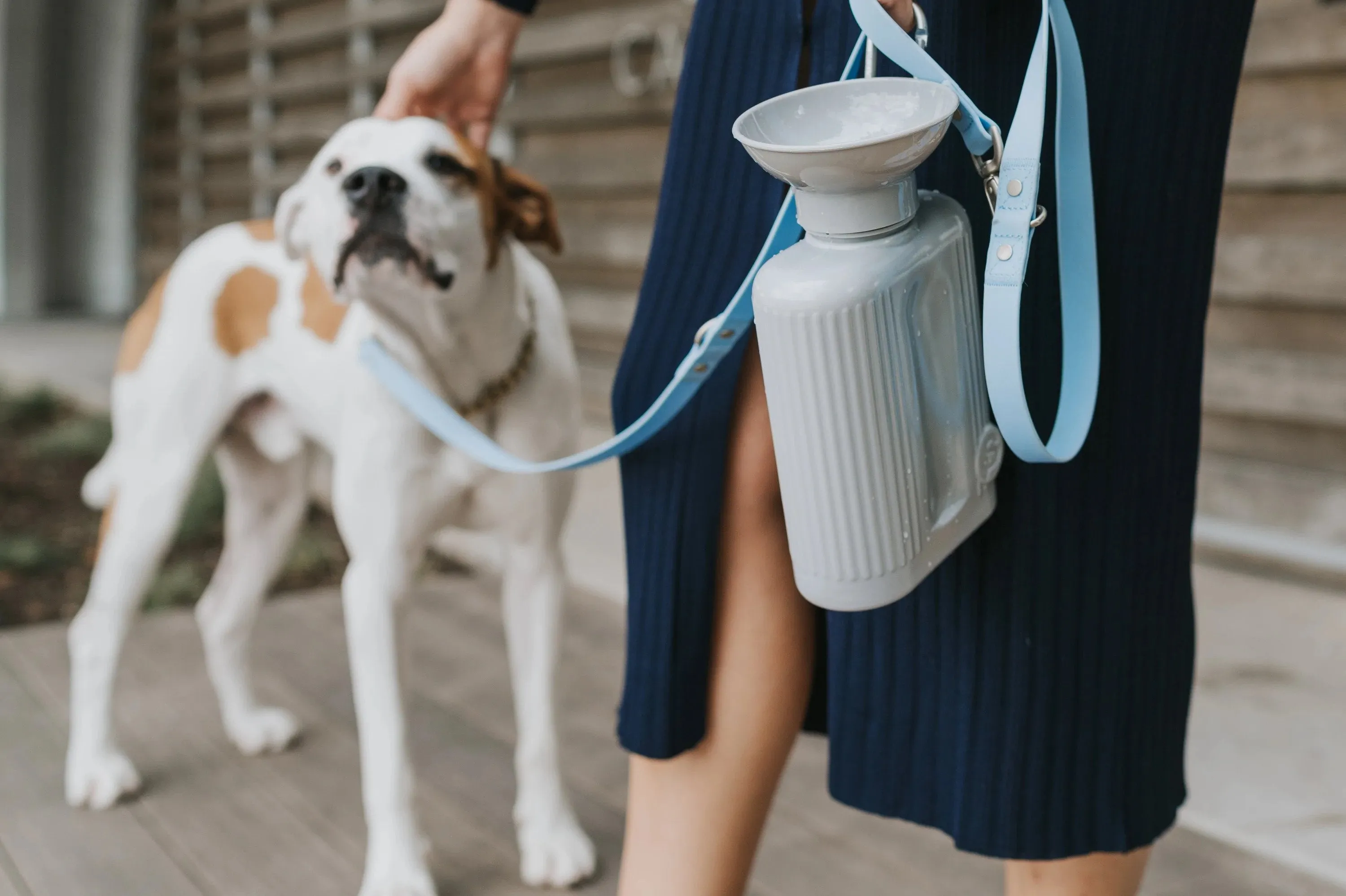 Classic Dog Travel Water Bottle