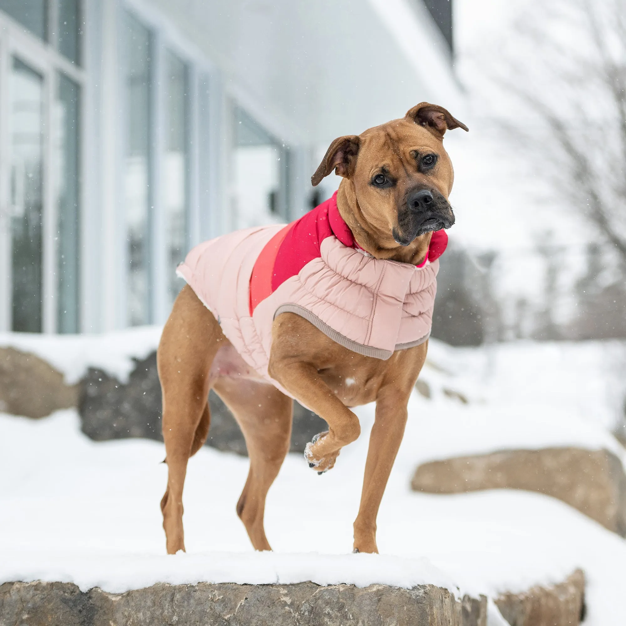 Color Block Dog Puffer | Pink