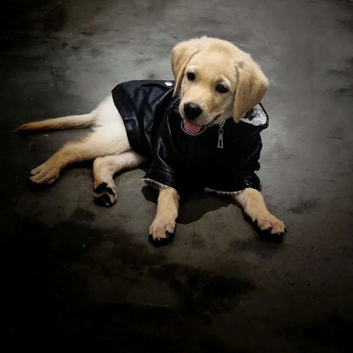 HM Molly Faux Leather Jacket - Jacket For Small Dogs & Puppies