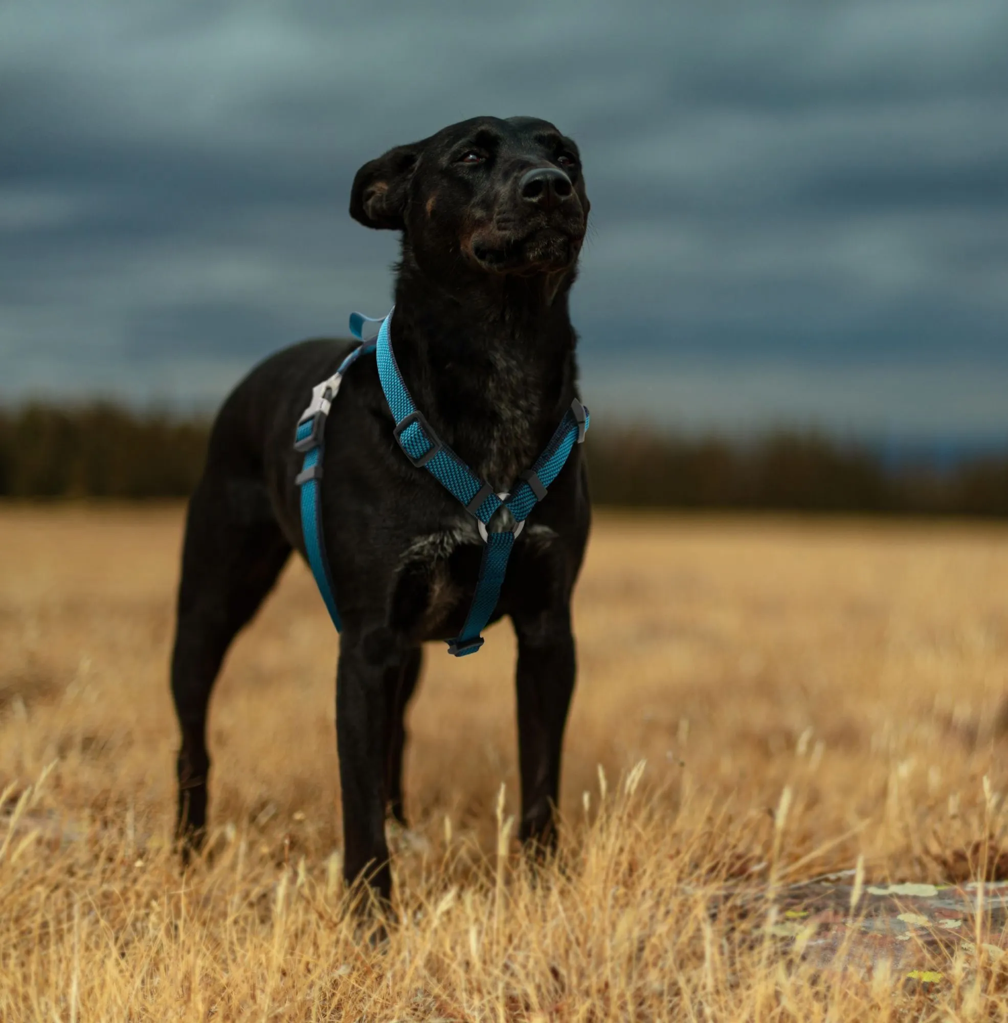 Outdoor Series 2-in-1 Convertible Dog Leash and Harness