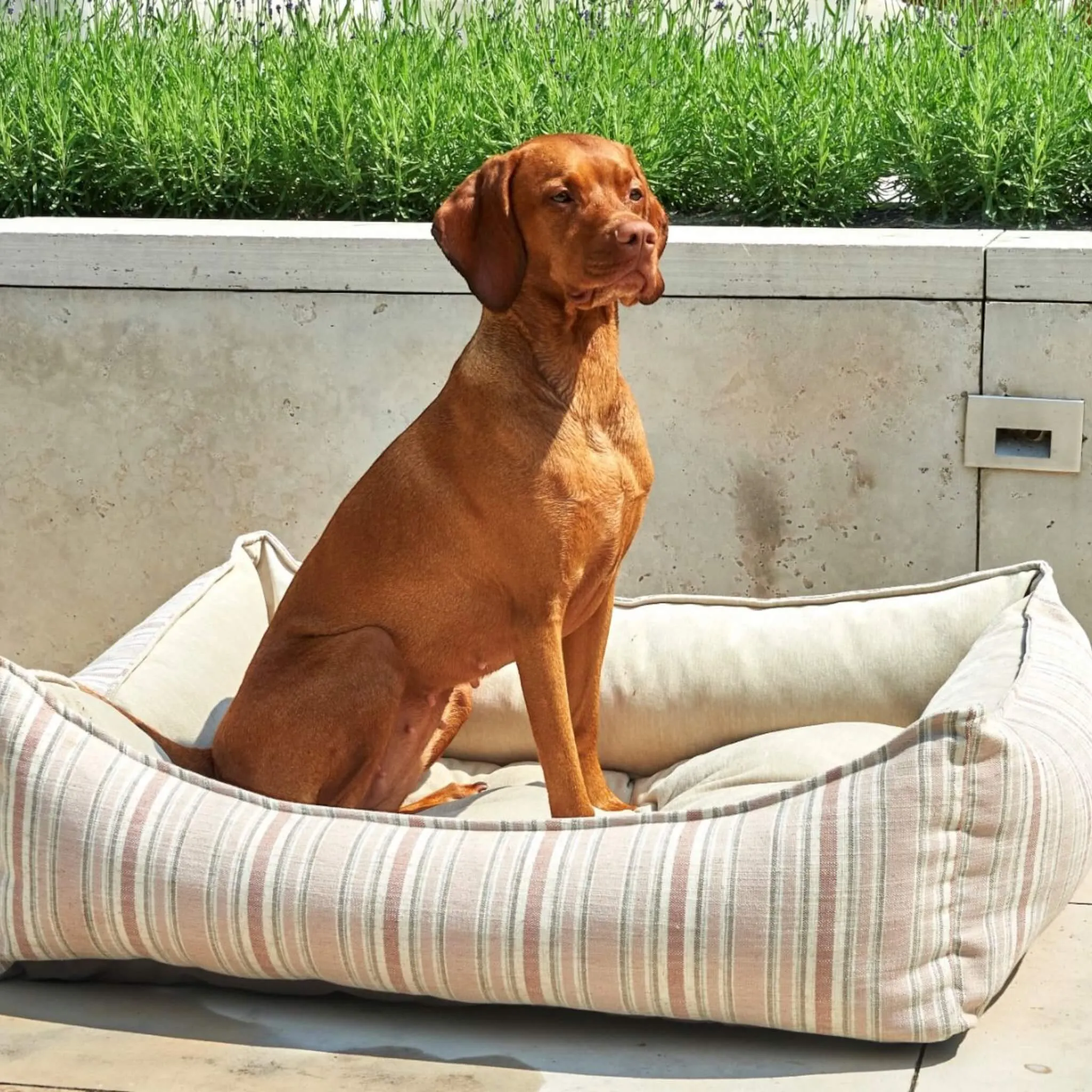 Sanibel Stripe Scoop Dog Bed