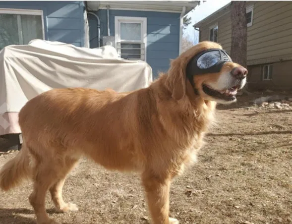 Waterproof Dog Glasses